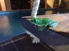 Agalychnis dacnicolor