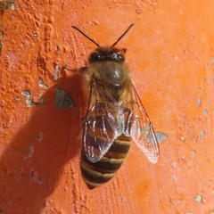 Apis cerana japonica