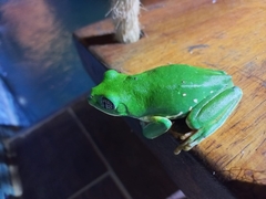 Agalychnis dacnicolor