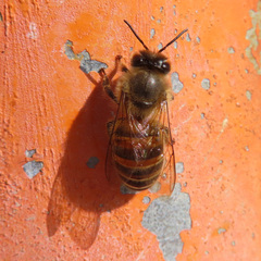 Apis cerana japonica