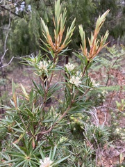 Cyathodes glauca