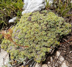 Saxifraga marginata