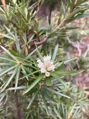 Cyathodes glauca
