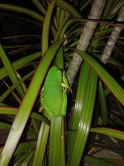 Agalychnis dacnicolor