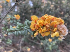 Oxylobium ellipticum