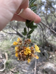 Oxylobium ellipticum