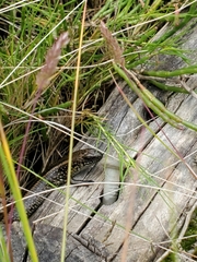 Lissolepis coventryi