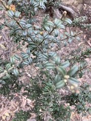 Oxylobium ellipticum