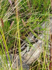 Lissolepis coventryi