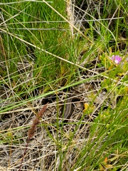 Lissolepis coventryi