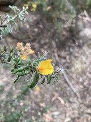 Oxylobium ellipticum