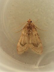 Aglossa cacamica