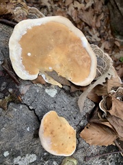Ganoderma applanatum