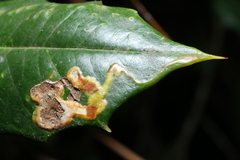 Phytomyza ilicicola