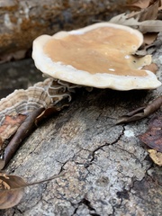 Ganoderma applanatum
