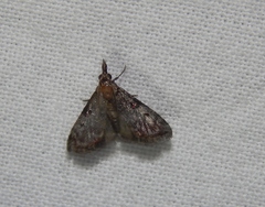 Rhynchopaschia melanolopha
