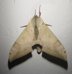 Pseudoclanis postica