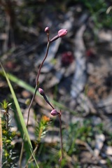 Thelymitra rubra