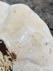 Ganoderma applanatum