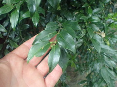 Sarcococca saligna