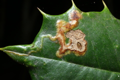 Phytomyza ilicicola