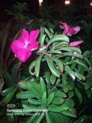 Neriinae