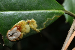 Phytomyza ilicicola