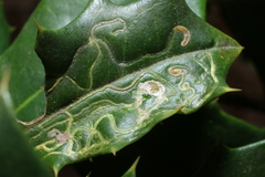 Phytomyza opacae