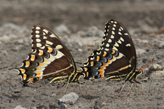 Papilio palamedes palamedes