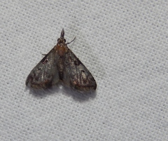 Rhynchopaschia melanolopha