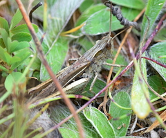 Chorthippus dichrous