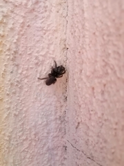 Hasarius adansoni
