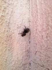 Hasarius adansoni