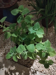 Lippia graveolens