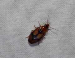 Lebia