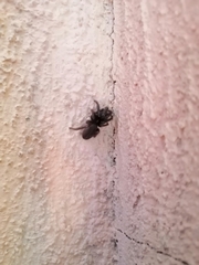 Hasarius adansoni