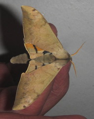 Pseudoclanis postica