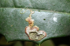 Phytomyza ilicicola