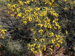 Acacia macdonnellensis macdonnellensis