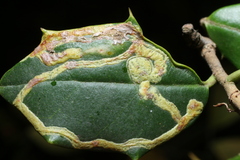 Phytomyza opacae