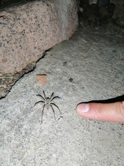 Camptocosa parallela