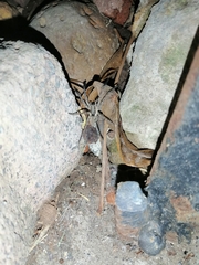 Camptocosa parallela