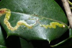 Phytomyza ilicicola