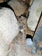 Camptocosa parallela