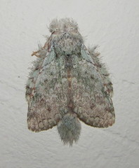 Desmeocraera interpellatrix