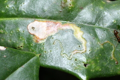Phytomyza ilicicola
