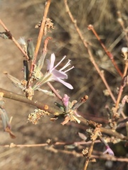 Stephanomeria virgata