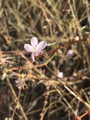 Stephanomeria virgata