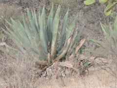 Agave salmiana