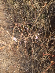 Stephanomeria virgata